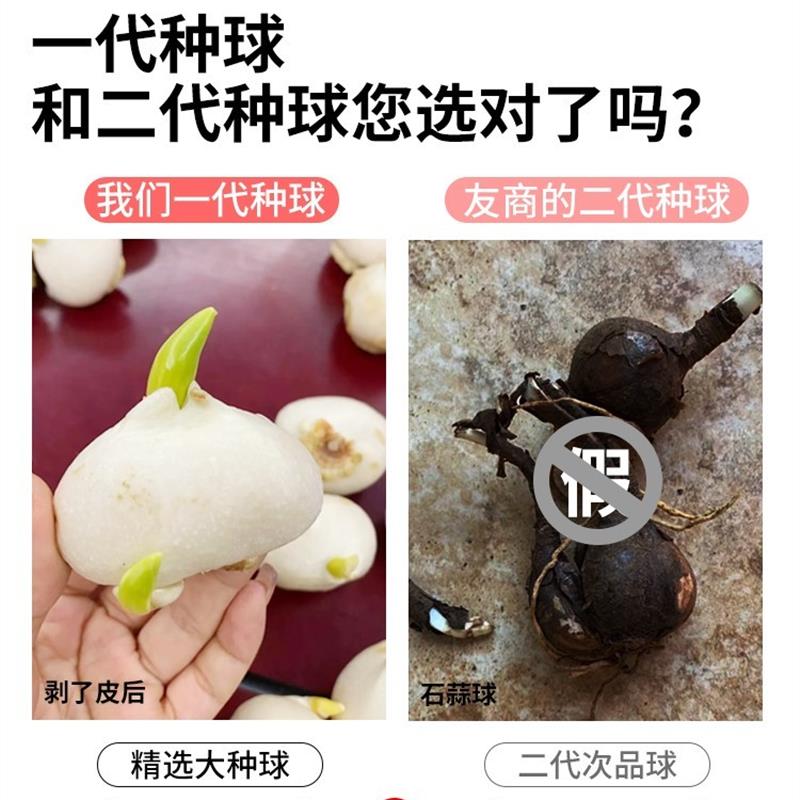 郁金香种球盆栽花种水培重瓣大荷兰四季开花好活土养阳台花卉种子 - 图1