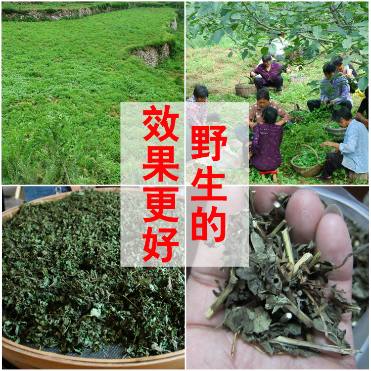 济源野生冬凌草中药材全草 冬凌草茶王屋山产地冬凌言清茶 咽喉草 - 图1