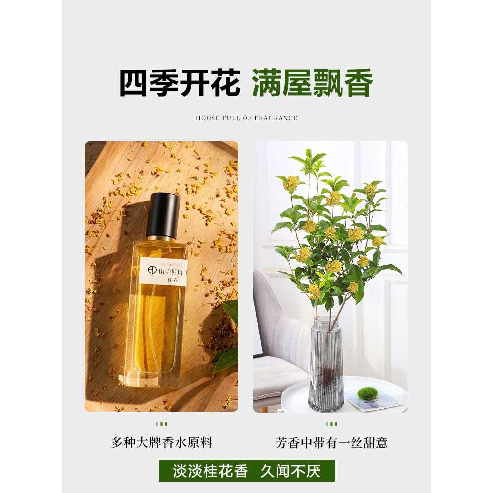 水培桂花盆栽树苗带花苞水养四季桂鲜切花卉植物室内好养易活绿植 - 图1