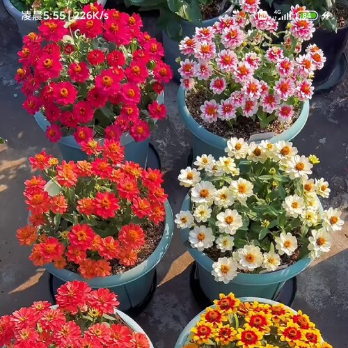 百日草盆栽花卉花期长花量大养护简单易爆花植物庭院阳台花 - 图2
