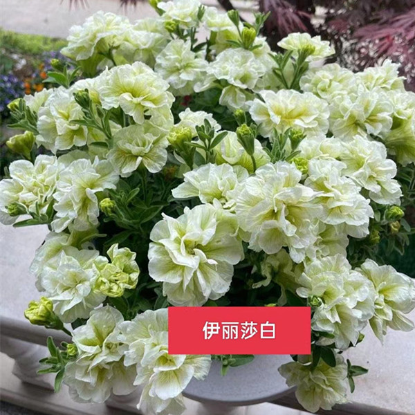 牵牛花盆栽矮牵牛花苗进口垂吊花卉阳台庭院植物容易爆盆重瓣牵牛 - 图0