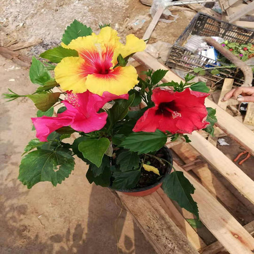 重瓣扶桑花 木槿 多色精品嫁接  庭院 阳台夏季容易好养植物大颗 - 图0