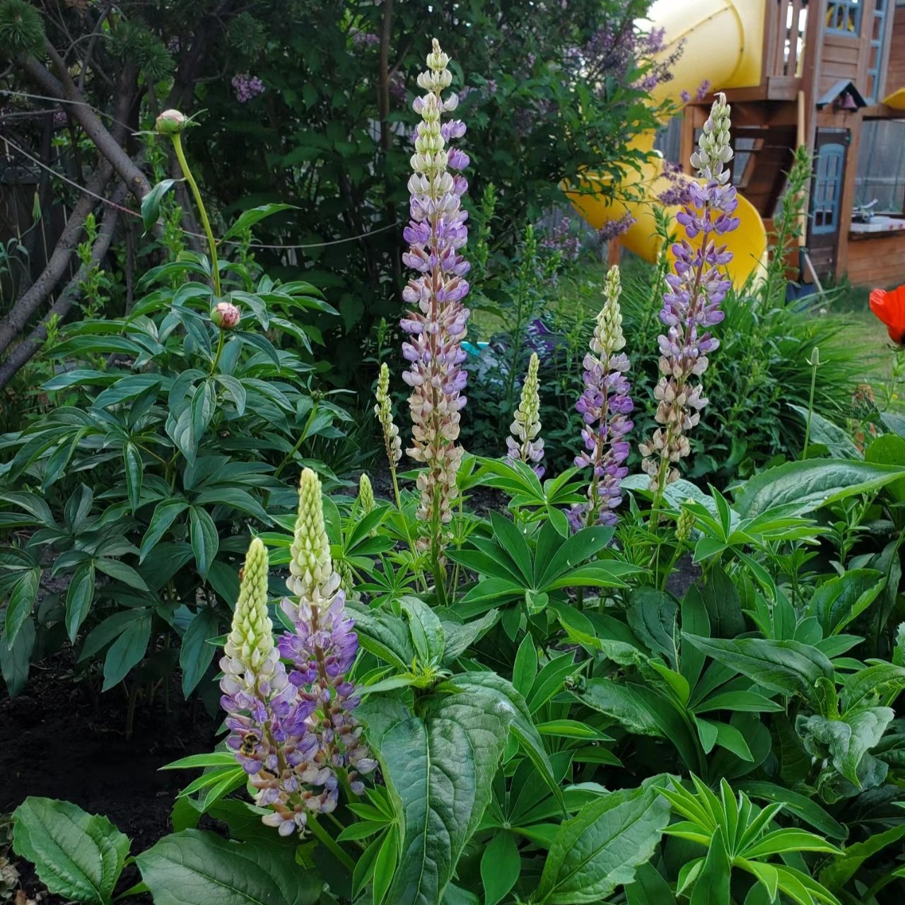 鲁冰花盆栽地栽苗子庭院阳台植物易活花卉多年生开花不断好看,淘宝优惠券,粉丝福利购,淘宝优惠卷