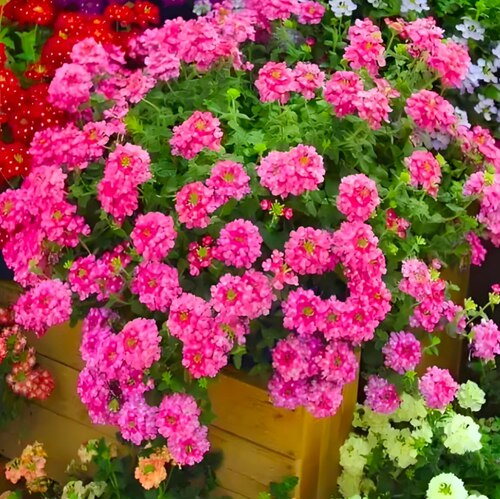 美女樱盆栽花卉好养易爆花花期长阳台庭院植物 - 图3