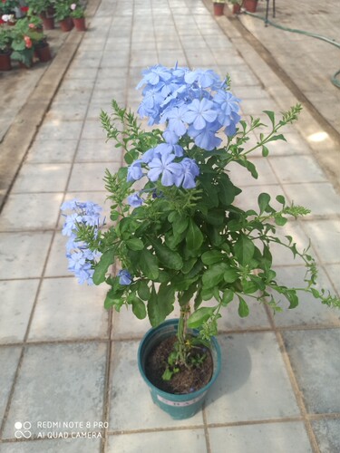 蓝雪花盆栽花卉 花苗 花期长 带花苞发货 四季好养 室内阳台庭院 - 图2