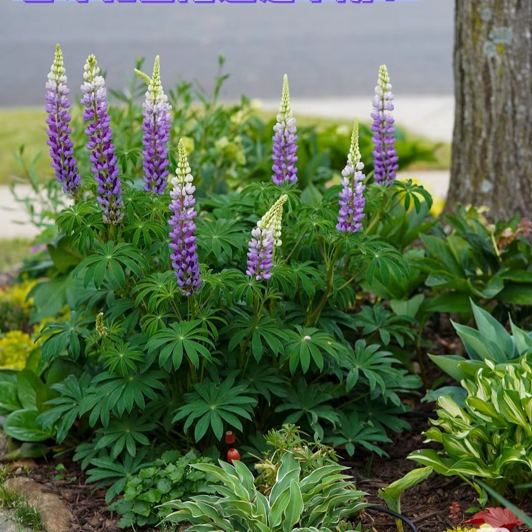 鲁冰花盆栽地栽苗子庭院阳台植物易活花卉多年生开花不断好看,淘宝优惠券,粉丝福利购,淘宝优惠卷