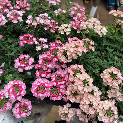 美女樱盆栽花卉好养易爆花花期长阳台庭院植物 - 图1