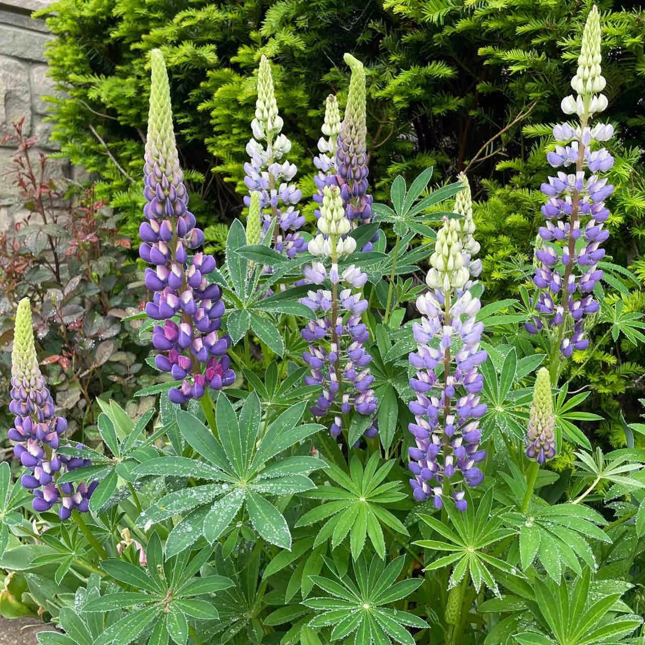 鲁冰花盆栽地栽苗子庭院阳台植物易活花卉多年生开花不断好看,淘宝优惠券,粉丝福利购,淘宝优惠卷