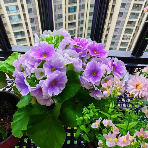 四季樱草盆栽报春花卉 花苗 喜凉花卉 易爆花植物 年宵花卉好养花 - 图1
