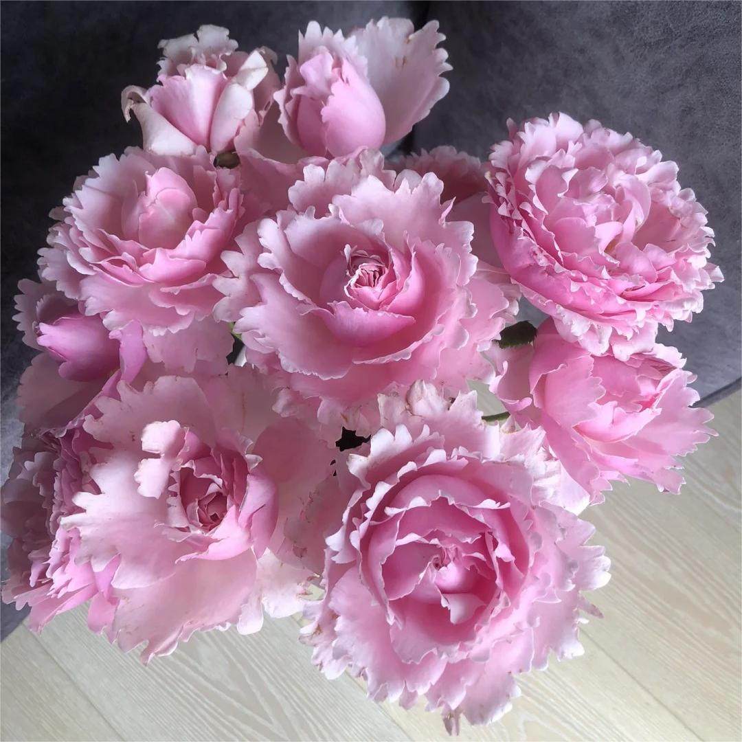 小苗索菲罗莎月季大花浓香玫瑰花种苗多季花卉盆栽地栽阳台苗,淘宝优惠券,粉丝福利购,淘宝优惠卷