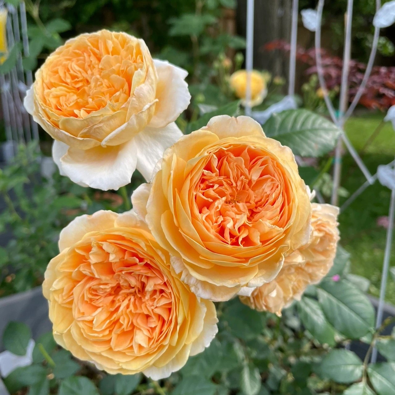 浩田花苑月季花苗玛格丽特王妃(Crown Princess Margareta)-图3