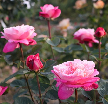 精品变色灌木月季梦之光环月季多季勤花包子颜色多变盆栽植物小苗,淘宝优惠券,粉丝福利购,淘宝优惠卷