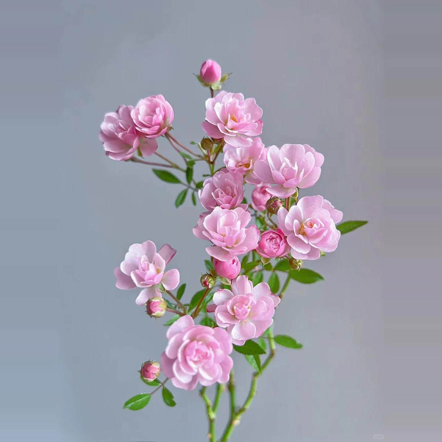 樱板超微月丰花勤花柱形矮小适合阳台种植扦插多季绿植花卉扦插苗,淘宝优惠券,粉丝福利购,淘宝优惠卷