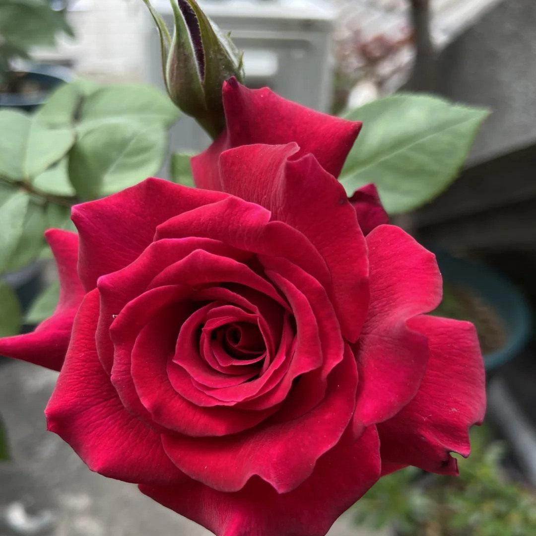 红丘/天家胭脂灌木浓香大花多头群开直立性好新手阳台庭院盆栽苗,淘宝优惠券,粉丝福利购,淘宝优惠卷