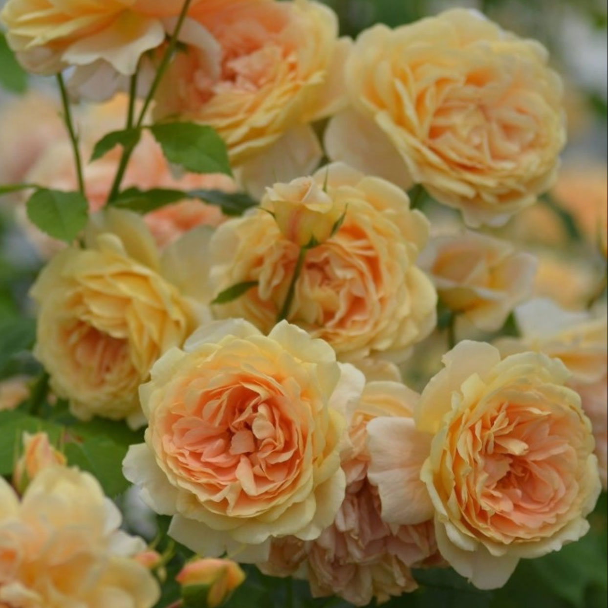 新品月季拉贝尔月季微型灌木玫瑰阳台庭院盆栽花卉小苗 - 图0