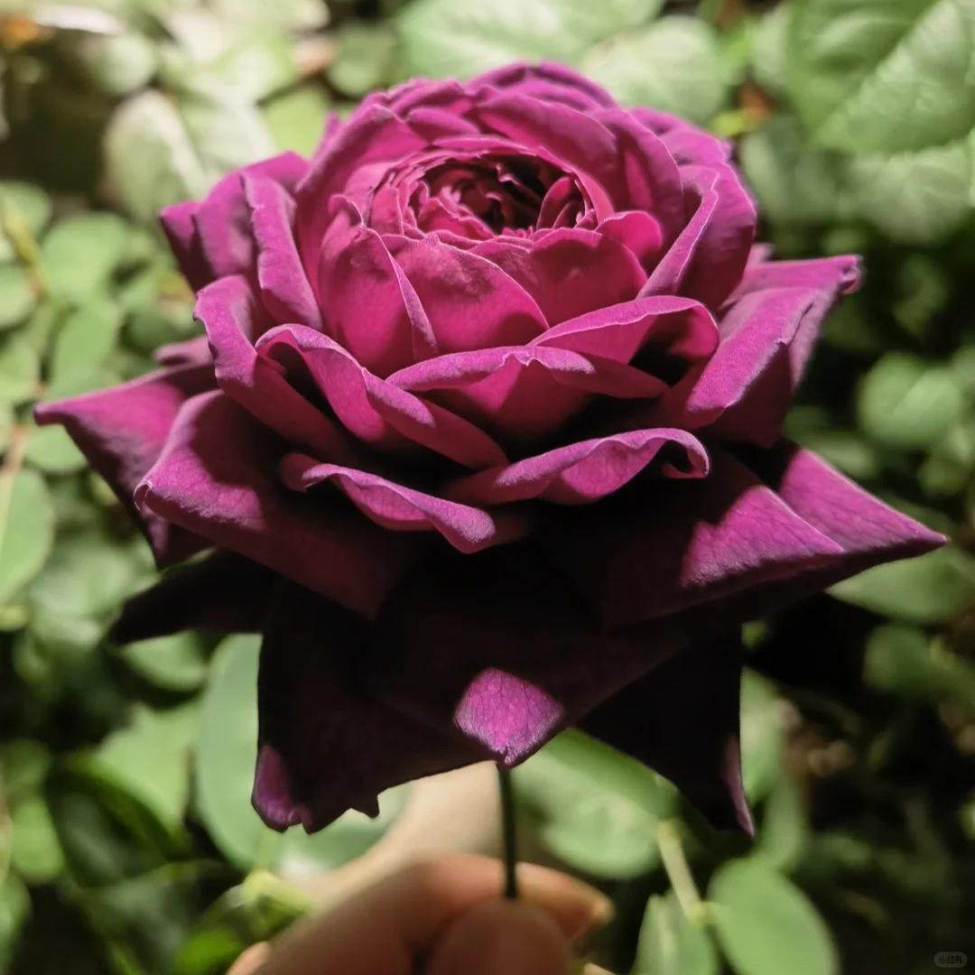 真夜扦插灌木浓香大花切花多季阳台庭院绿植花卉耐晒耐雨林新手苗,淘宝优惠券,粉丝福利购,淘宝优惠卷