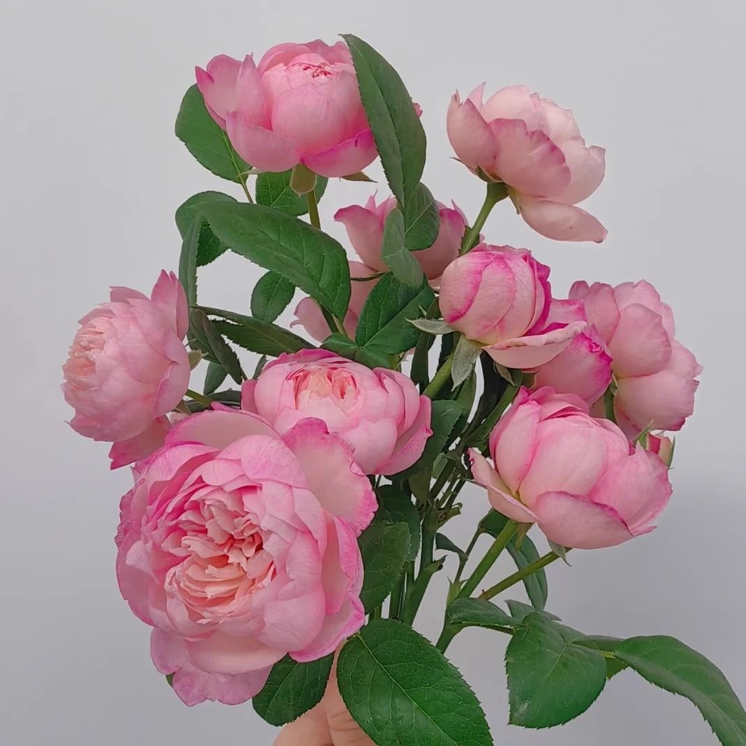 新品迷离灌木浓香大花丰花勤花多季开花绿植花卉盆栽地载阳台庭院,淘宝优惠券,粉丝福利购,淘宝优惠卷