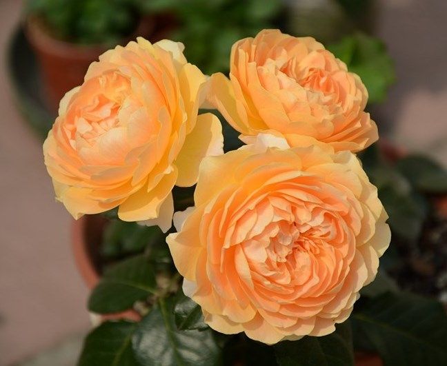 阳台微月大花 杏色露台/杏色阳台 月季花苗庭院阳台多季开花带土,淘宝优惠券,粉丝福利购,淘宝优惠卷