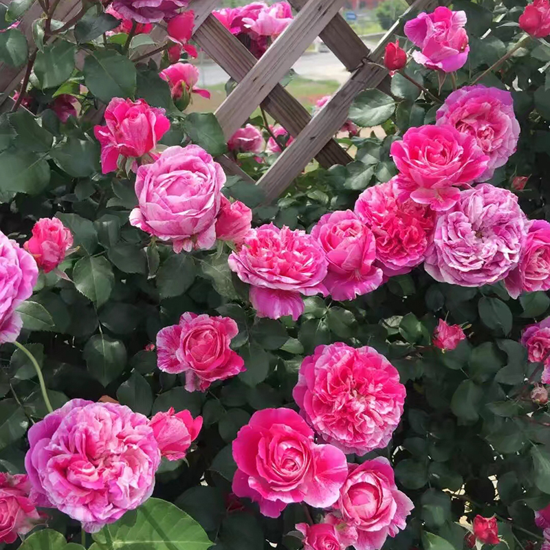 伊蕾莎斯特藤本大花浓香多季月季花苗绿植盆栽地载阳台庭院花卉苗,淘宝优惠券,粉丝福利购,淘宝优惠卷