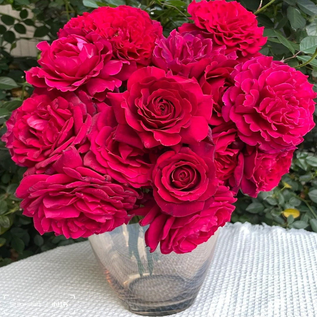 红丘/天家胭脂灌木浓香大花多头群开直立性好新手阳台庭院盆栽苗,淘宝优惠券,粉丝福利购,淘宝优惠卷