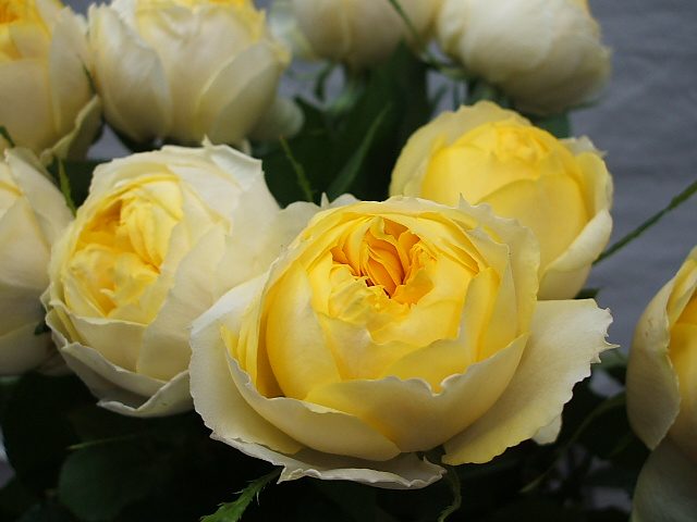 s18 盆栽中大苗金丝雀月季花微型多头多季开花阳台盆栽花大苗,淘宝优惠券,粉丝福利购,淘宝优惠卷