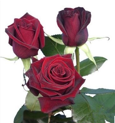 黑红大花月季黑魔术玫瑰淡香花苗四季开花庭院阳台盆栽 - 图0