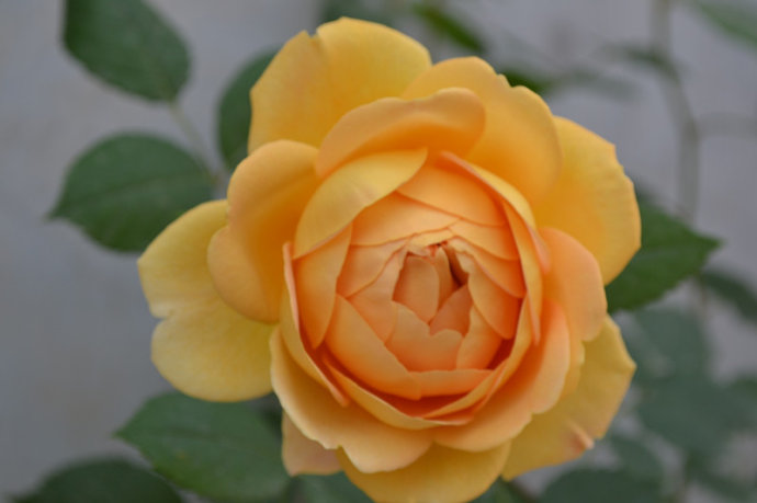 庭院藤本月季花系列黄金庆典等大花浓香多季开花盆栽花卉欧月小苗,淘宝优惠券,粉丝福利购,淘宝优惠卷