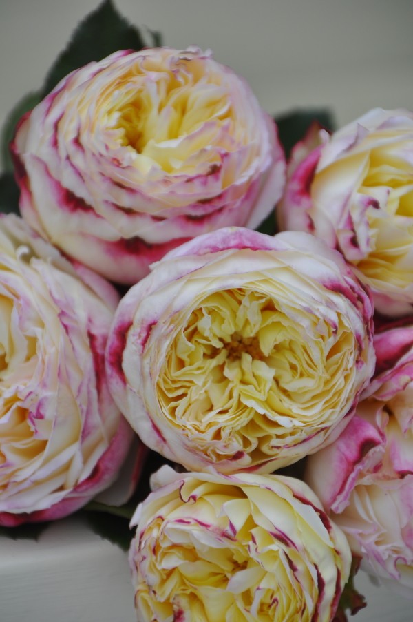 推荐新品 水果(Fruit) 月季苗 灌木米黄粉 浓香多季耐寒性,淘宝优惠券,粉丝福利购,淘宝优惠卷