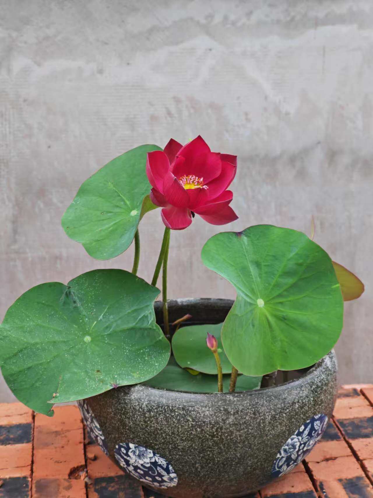 赤珠碗莲种藕家养莲花小型红色荷花藕观赏水生花卉阳台植物包对版,淘宝优惠券,粉丝福利购,淘宝优惠卷