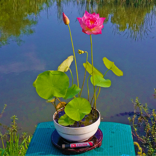 迷你建国碗莲成品苗种根水培植物小型种藕花卉根带花苞易活周劲松 - 图0