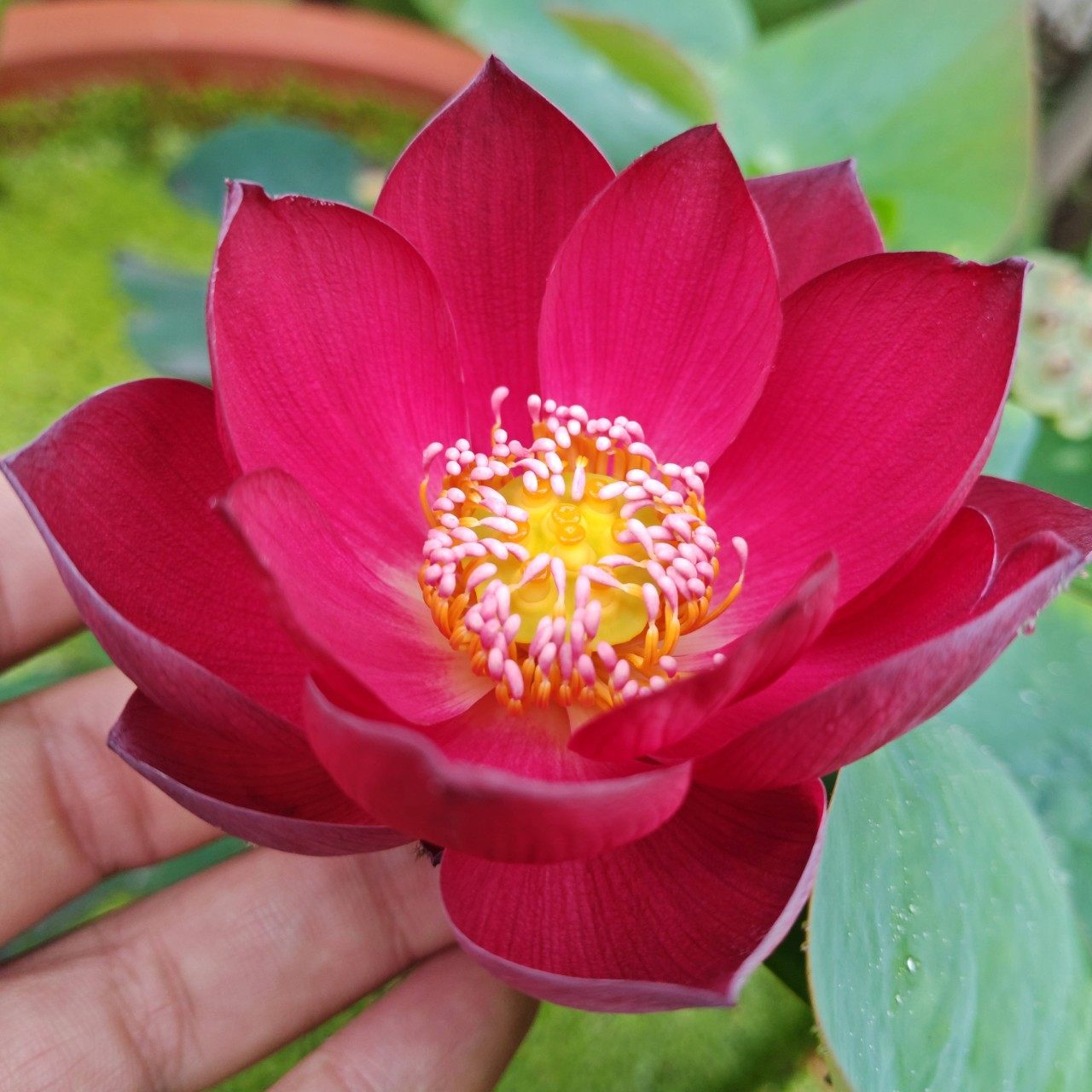 赤珠碗莲种藕家养莲花小型红色荷花藕观赏水生花卉阳台植物包对版,淘宝优惠券,粉丝福利购,淘宝优惠卷