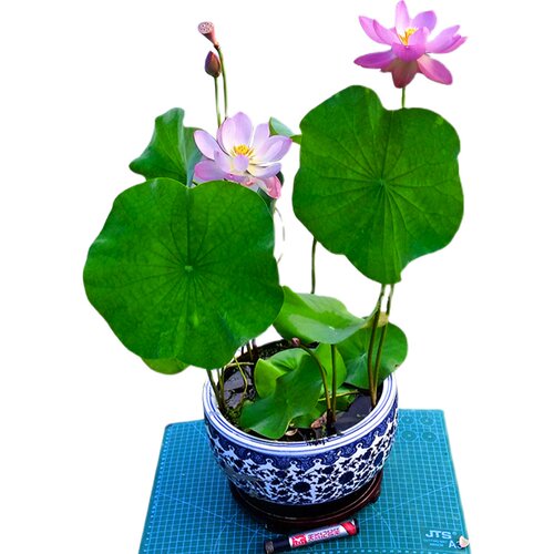 迷你建国碗莲成品苗种根水培植物小型种藕花卉根带花苞易活周劲松 - 图3