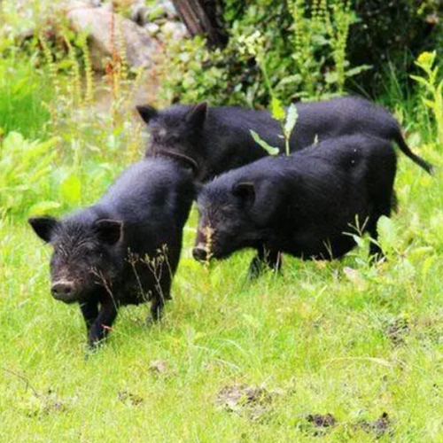 广西巴马香猪活体藏香猪仔散养土黑猪纯种宠物猪两头乌幼崽公小苗