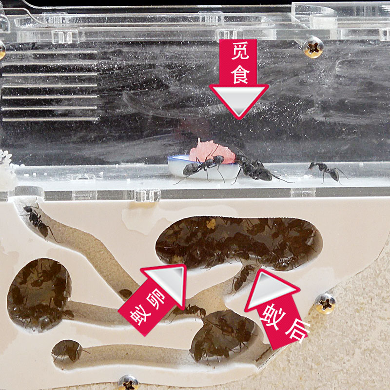 生态蚂蚁工坊 白色活物宠物蚁后 城堡沙巢沙堡 养蚁巢家园亚克力 - 图1