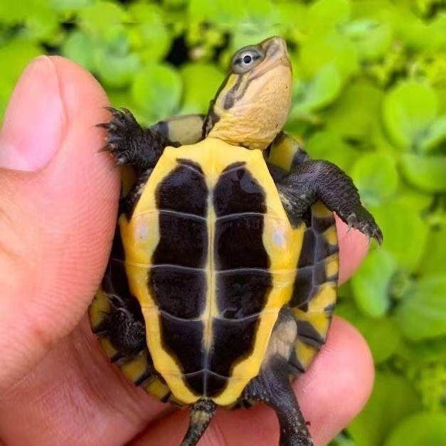 纯种石金钱龟活体观赏龟南石批发金钱龟小乌龟活物小青龟苗养殖,淘宝优惠券,粉丝福利购,淘宝优惠卷