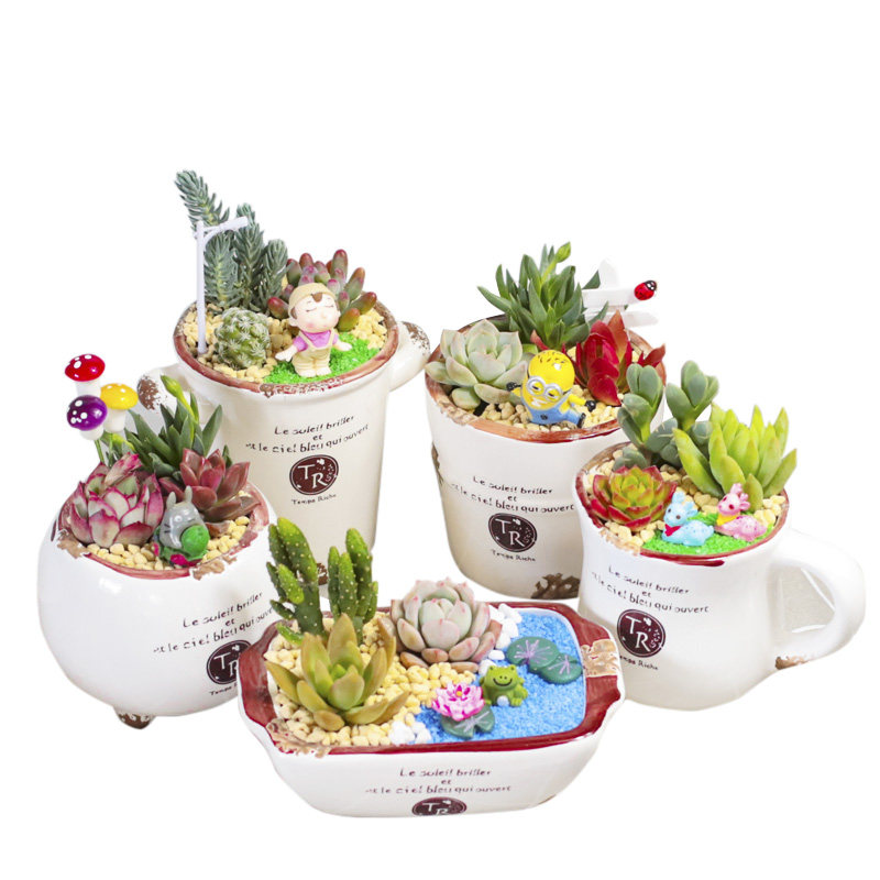 多肉组合陶瓷套餐多肉植物组合盆栽套餐含盆含土多肉diy材料包邮 美恩园艺 淘优券 多肉组合陶瓷套餐多肉植物组合盆栽套餐含盆含土多肉diy材料包邮 美恩园艺 淘优券