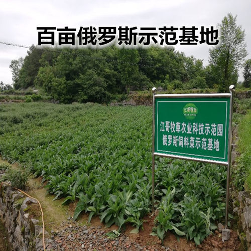 俄罗斯饲料菜种子根俄菜种根 聚合草种根 耐寒生命力强猪鹅牧草 - 图0