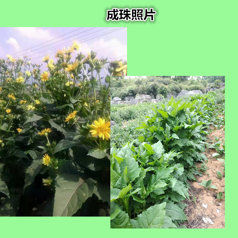 串叶松香草种子 香槟草种子教授菊高蛋白多年生牧草种子可提炼SOD - 图2