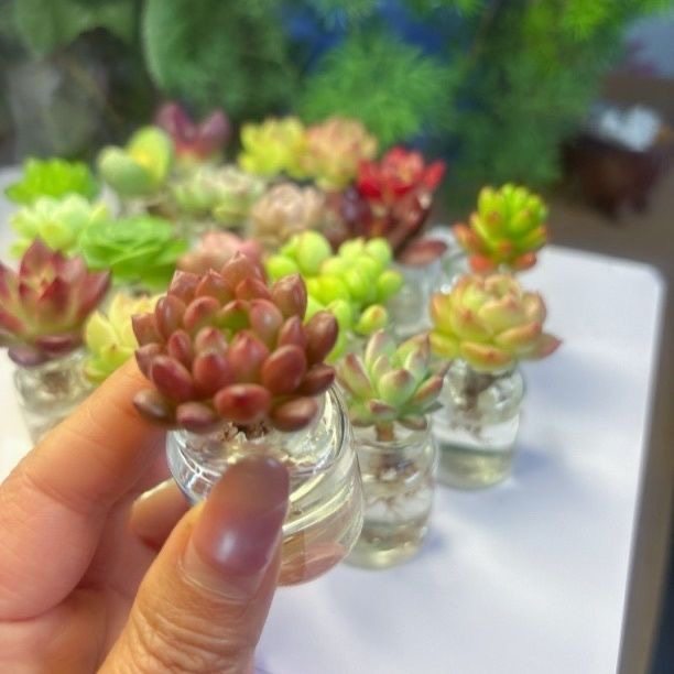 超萌迷你水培多肉植物组合盆栽免泥土懒人花卉办公室高颜值,淘宝优惠券,粉丝福利购,淘宝优惠卷