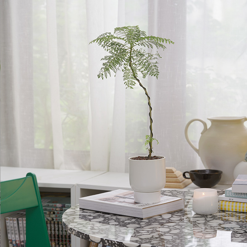 【撒哈拉植物】蓝花楹小众优美造型植物桌面室内盆栽绿植