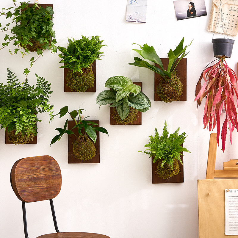 【中古风装饰】壁挂苔藓球挂墙绿植家居绿植盆栽鹿角蕨常春藤盆栽,淘宝优惠券,粉丝福利购,淘宝优惠卷