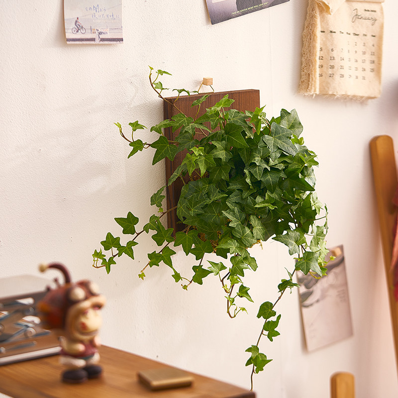 【中古风装饰】壁挂苔藓球挂墙绿植家居绿植盆栽鹿角蕨常春藤盆栽,淘宝优惠券,粉丝福利购,淘宝优惠卷