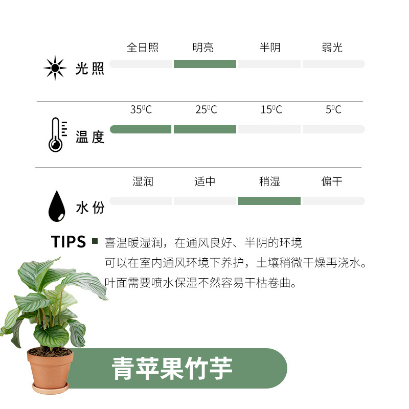 撒哈拉植物|青苹果竹芋盆栽室内办公室植物盆栽净化空气花卉
