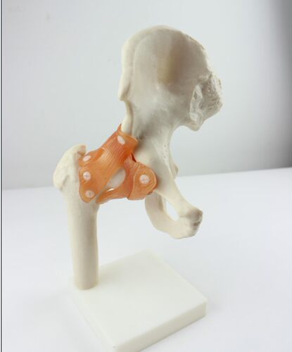 ENOVO颐诺人体髋关节股关节模型人体骨骼模型运动骨骨科科髋关节hip joint股骨头与髋臼球窝关节杆臼关节骨科 - 图3