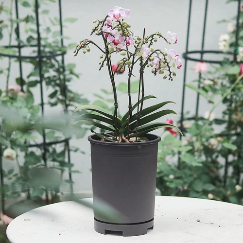 Цветочный горшок для домашнего использования, пластиковый дышащий корсет на тазовое кольцо, простой и элегантный дизайн, орхидея, увеличенная толщина