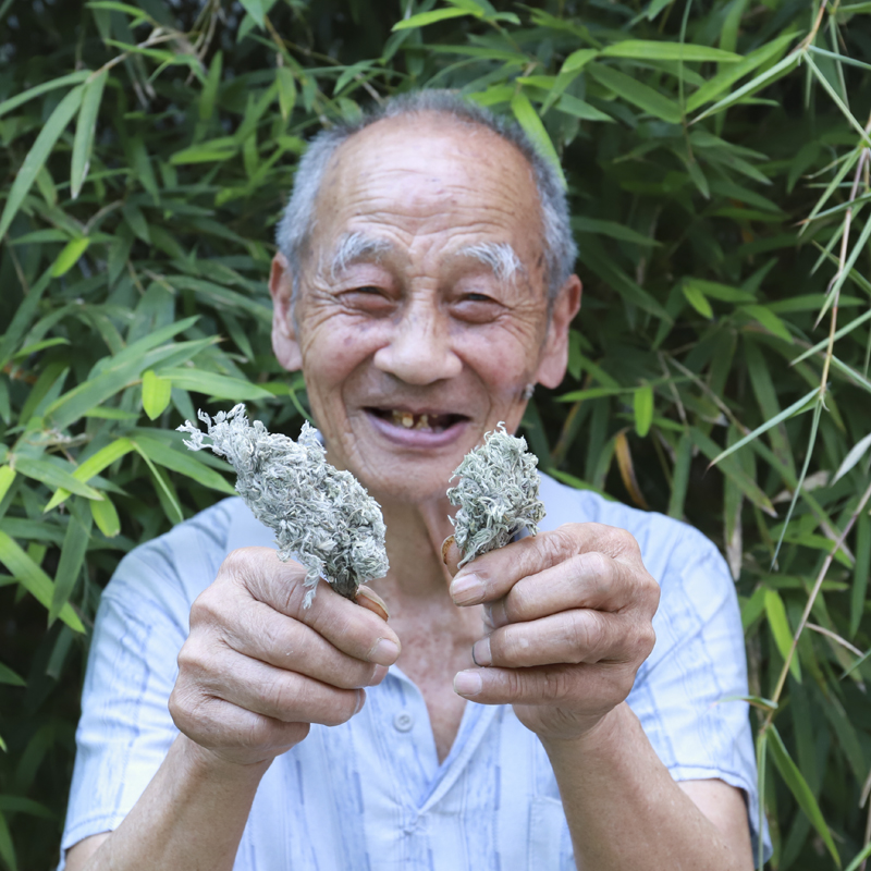 深山茵陈无硫三月棉茵陈农家晒草药绵茵陈绒蒿草因陈蒿茶药材正宗 - 图1