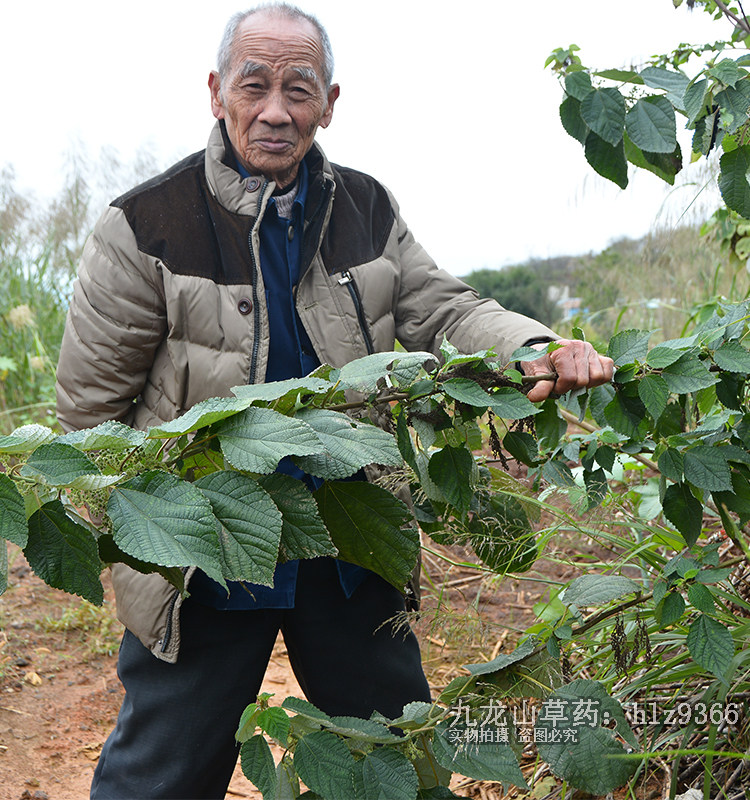 苎麻根深山500g克苎根苎麻头现挖新鲜药材正品草药苧麻根野麻根_虎窝淘