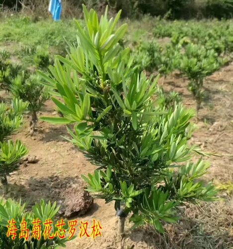 金钻罗汉松树苗 菊花芯红芽珍珠金丝红四季红 黑珍珠四季常青绿植 - 图1