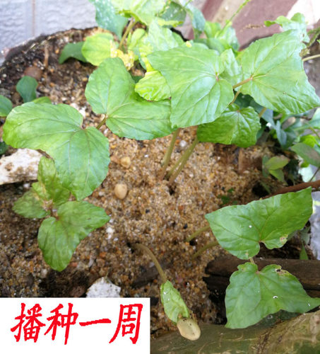 金丝指葫芦子草药250克 新货华佗豆小偷豆贼佬豆跌打豆拐子豆种子 - 图2