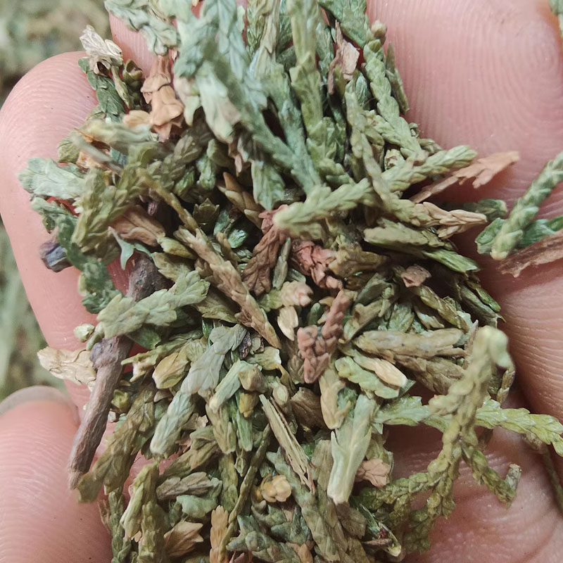 侧柏叶中草药则柏叶扁柏叶生发乌发中药材制何首乌干姜皂角无患子_虎窝淘